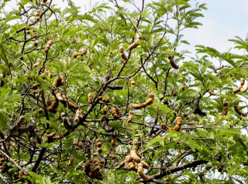 Tamarind tree plus fruit