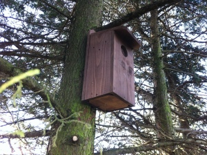 woodpecker box no visit as yet 