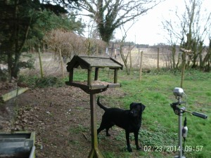 one out of 2 bird tables 